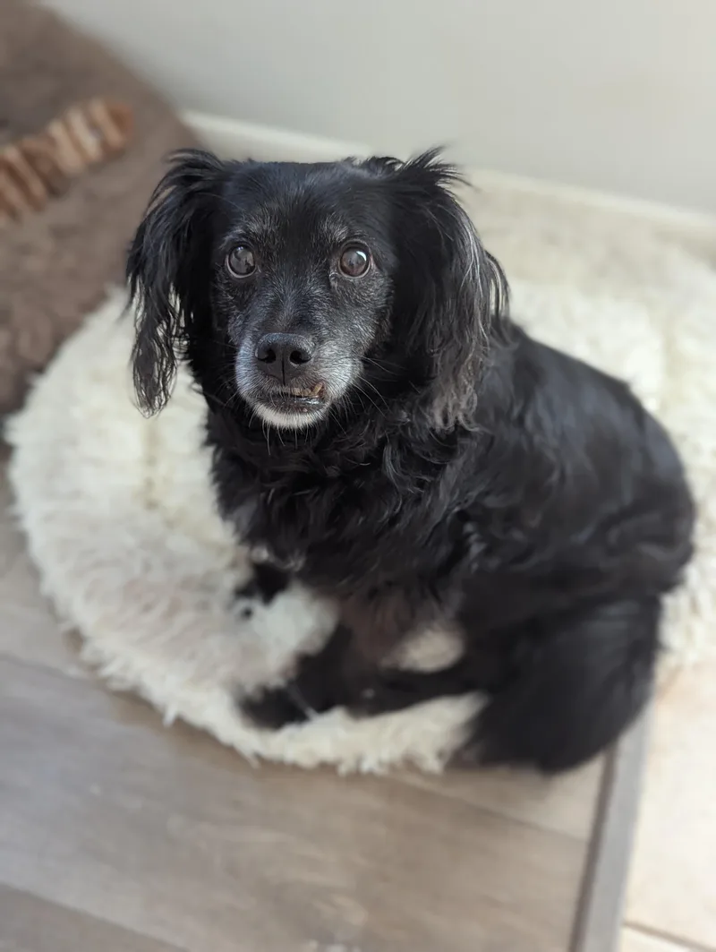 An adult small-sized female Papillon dog named Lady for adoption in Spring, TX