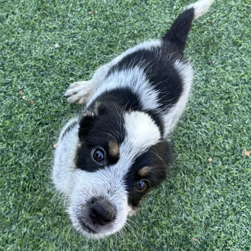 A baby medium-sized male Border Collie dog named Sir Loin for adoption in San Diego, CA