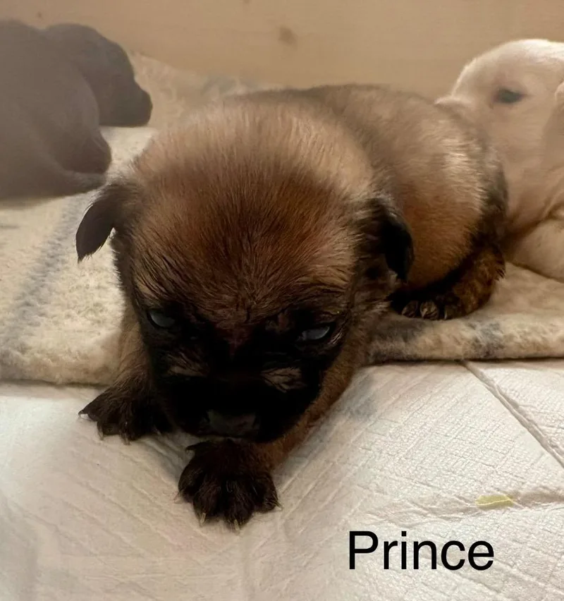 Prince thumbnail 2