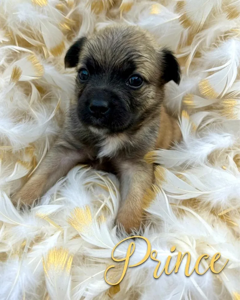 Prince thumbnail 4