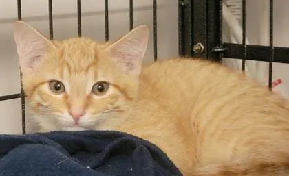 A baby medium-sized male Domestic Short Hair cat named Dexter for adoption in West Chester, PA