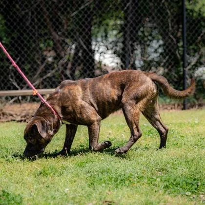 An adult large-sized male Mixed Breed dog named Tiger for adoption in Chamblee, GA