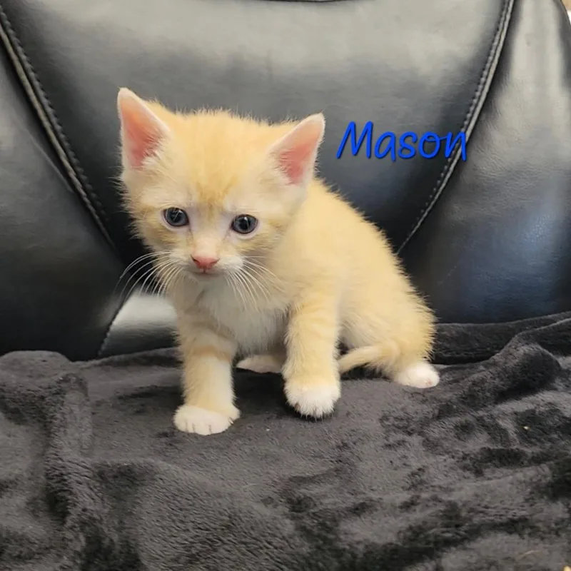 A baby small-sized male Buff / Tan / Fawn Domestic Short Hair cat named Mason for adoption in Parkersburg, WV