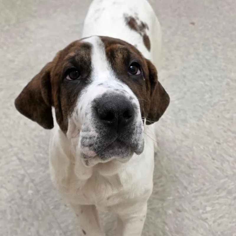 Beethoven thumbnail 2