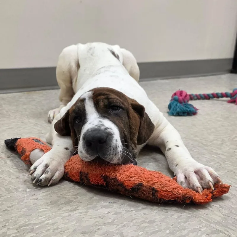 Beethoven thumbnail 3