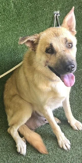 A young medium-sized female German Shepherd Dog dog named Sweetie for adoption in Lancaster, CA