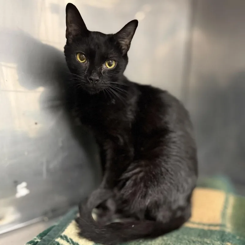 A young medium-sized female Black Domestic Short Hair cat named Amber for adoption in Troy, VA