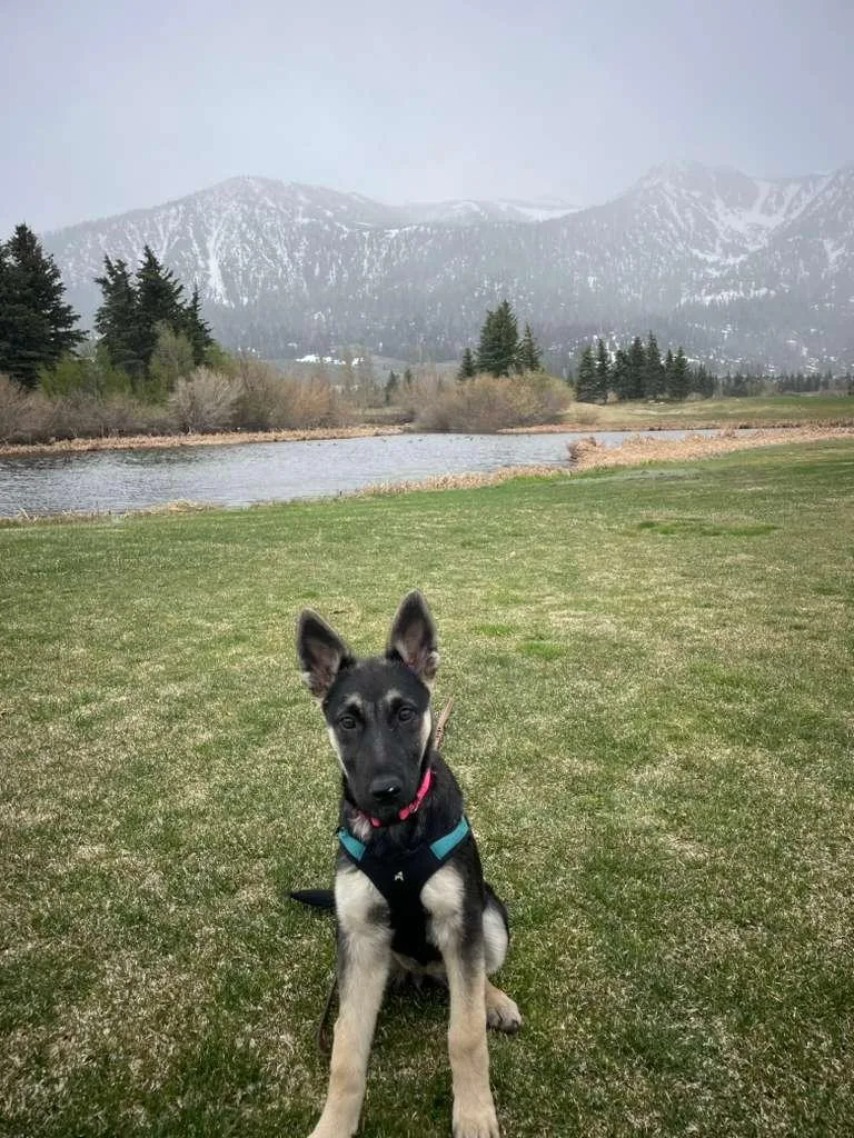 A baby small-sized female Tricolor (Brown, Black, & White) Shepherd dog named Brownie for adoption in Inglewood, CA
