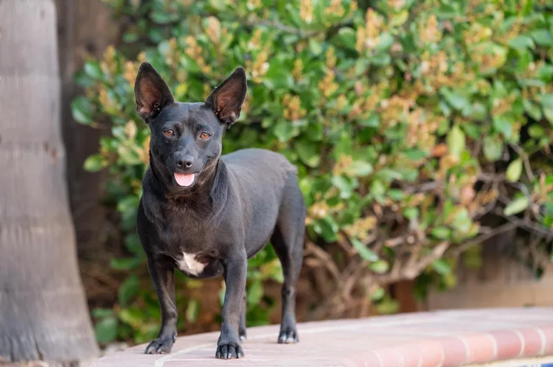 An adult medium-sized female Black Chihuahua dog named Tali for adoption in tracy, CA