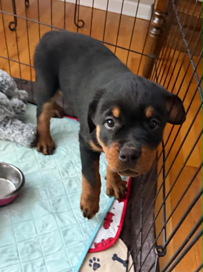 A baby medium-sized male Rottweiler dog named Teddy Bear for adoption in Havertown, PA