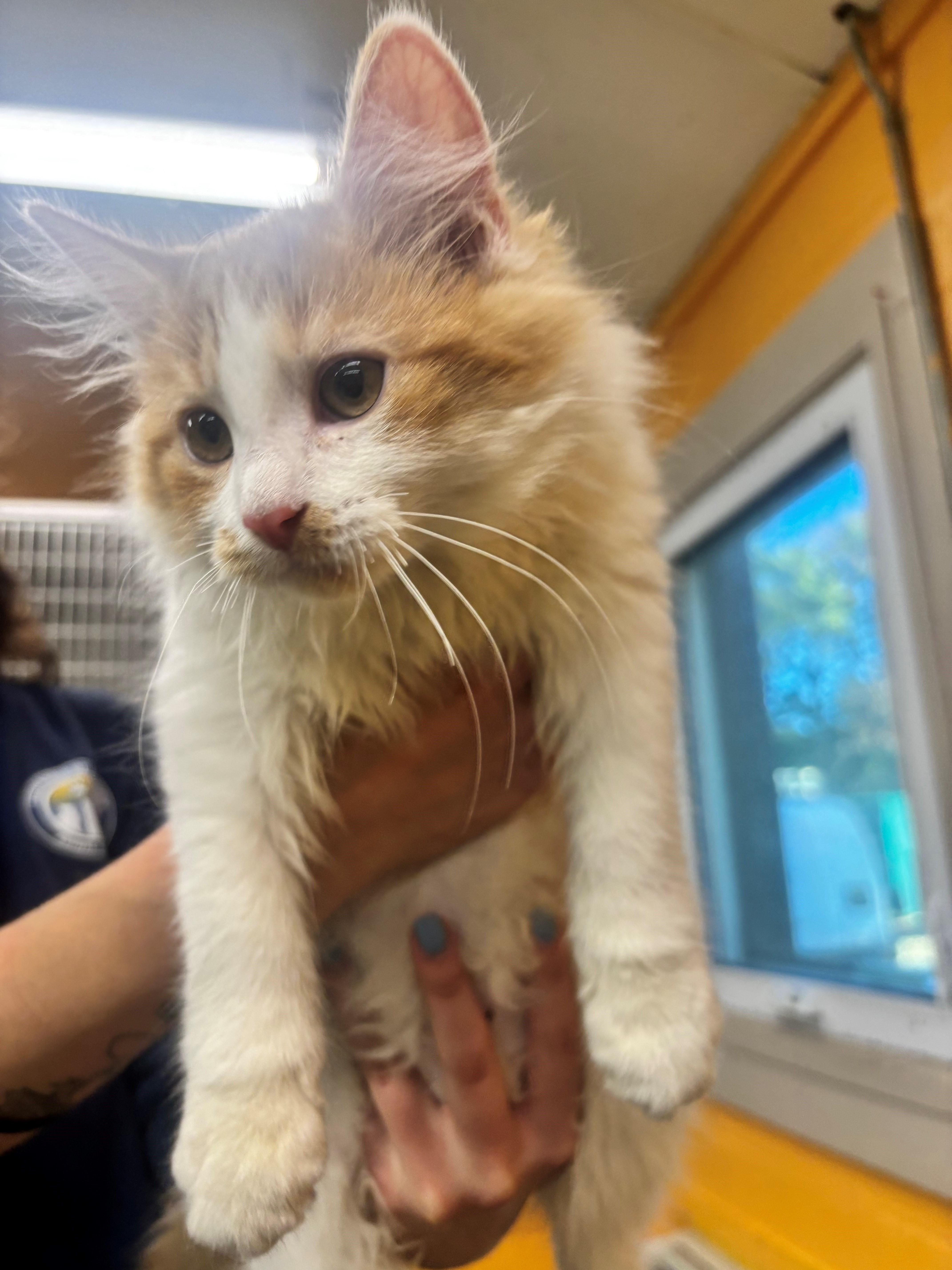 A baby medium-sized male Orange & White Domestic Medium Hair cat named Yuri for adoption in Edison, NJ
