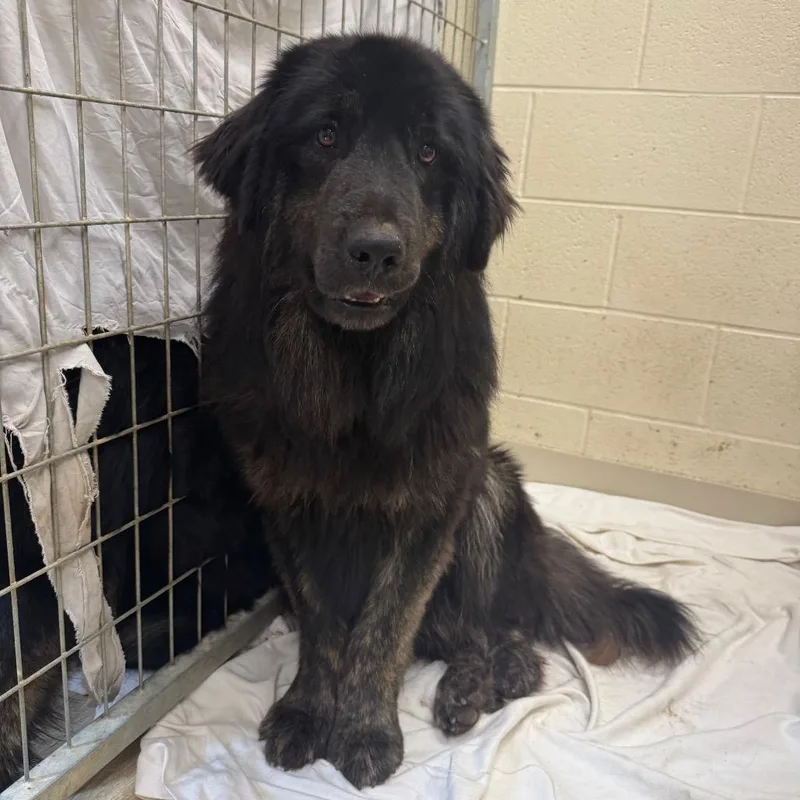 A young large-sized male Black Mixed Breed dog named Perch for adoption in Red House, WV