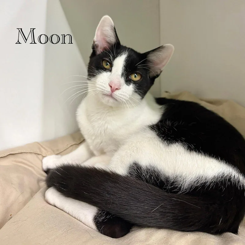 Moon thumbnail 3