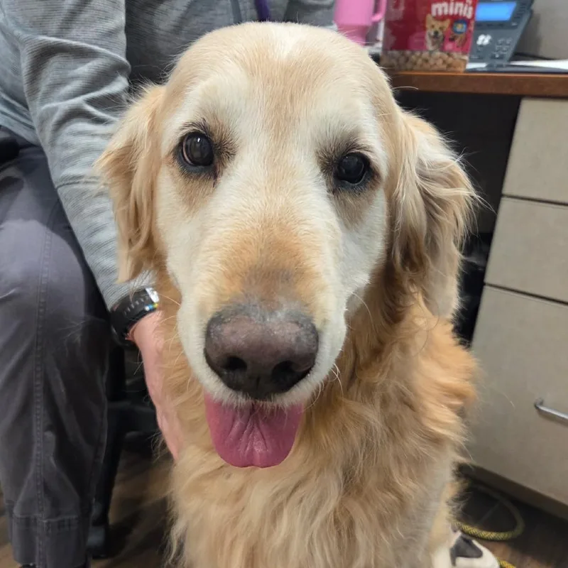A senior medium-sized male Golden Retriever dog named Cody for adoption in Reno, NV