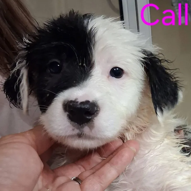A baby medium-sized female White / Cream Mixed Breed dog named Callie for adoption in East Flat Rock, NC