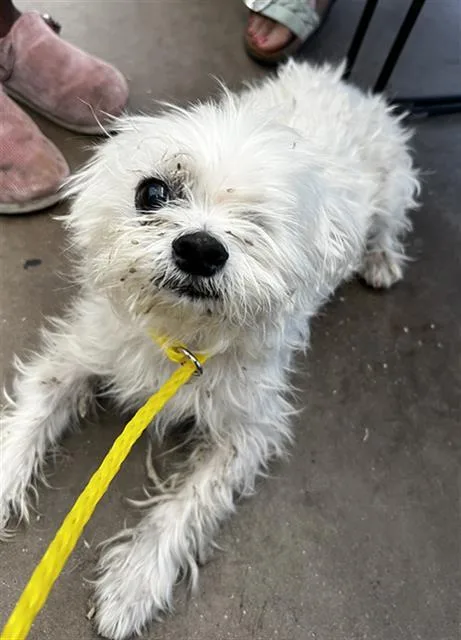 An adult medium-sized male Mixed Breed dog named Lucky for adoption in Dallas, TX