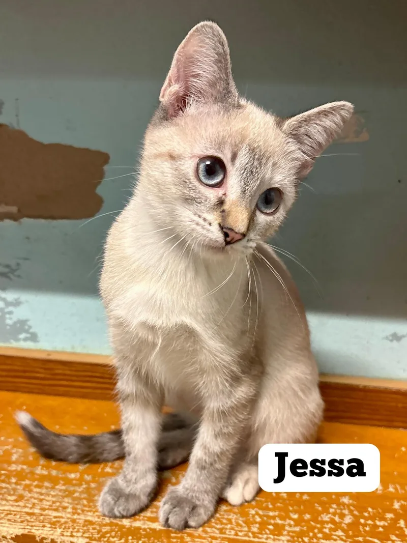 Jessa