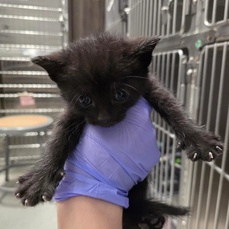 A baby small-sized male Black Domestic Short Hair cat named Brown Sugar Cinnamon for adoption in Hinsdale, IL