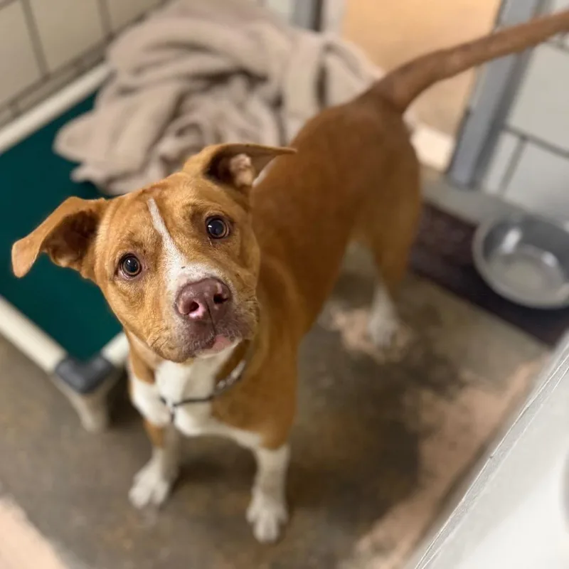 An adult medium-sized male Red / Chestnut / Orange Pit Bull Terrier dog named Crumble for adoption in Starkville, MS