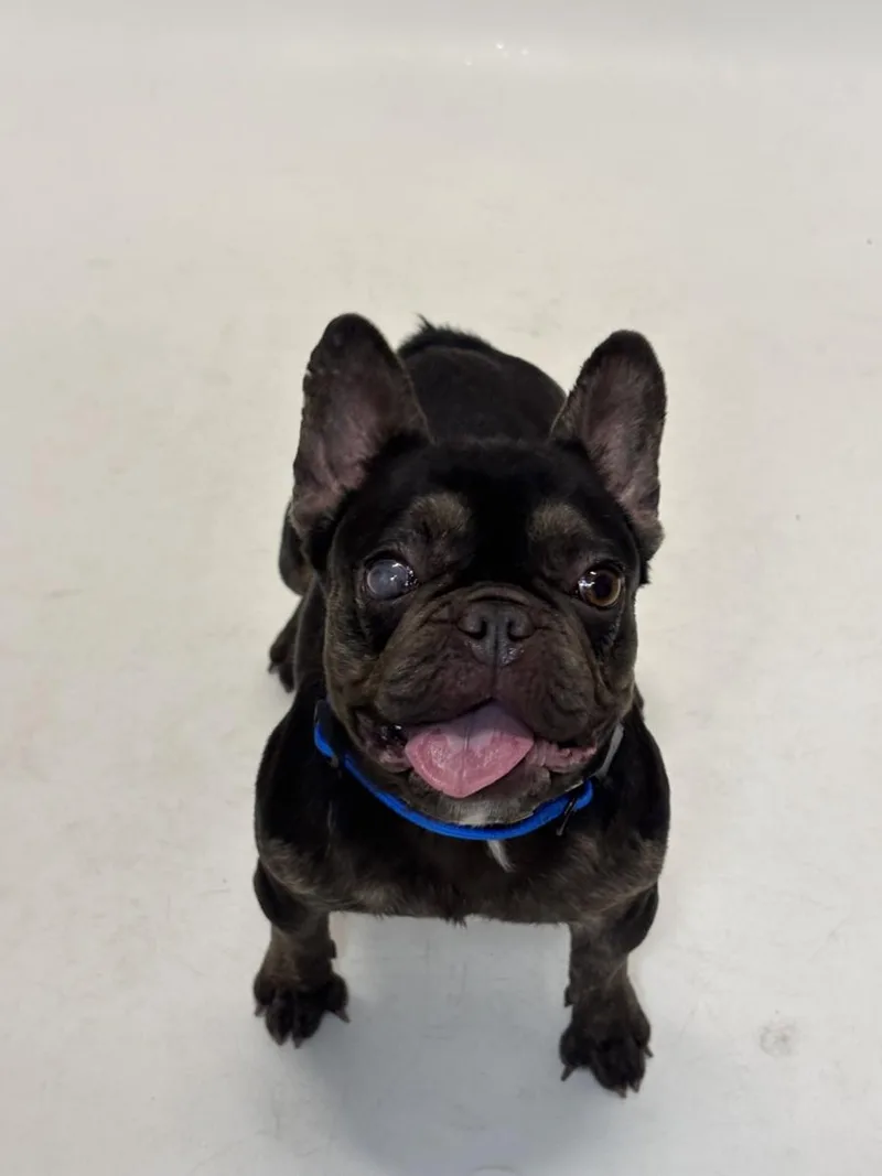 An adult small-sized female French Bulldog dog named Luna for adoption in Hayward, CA