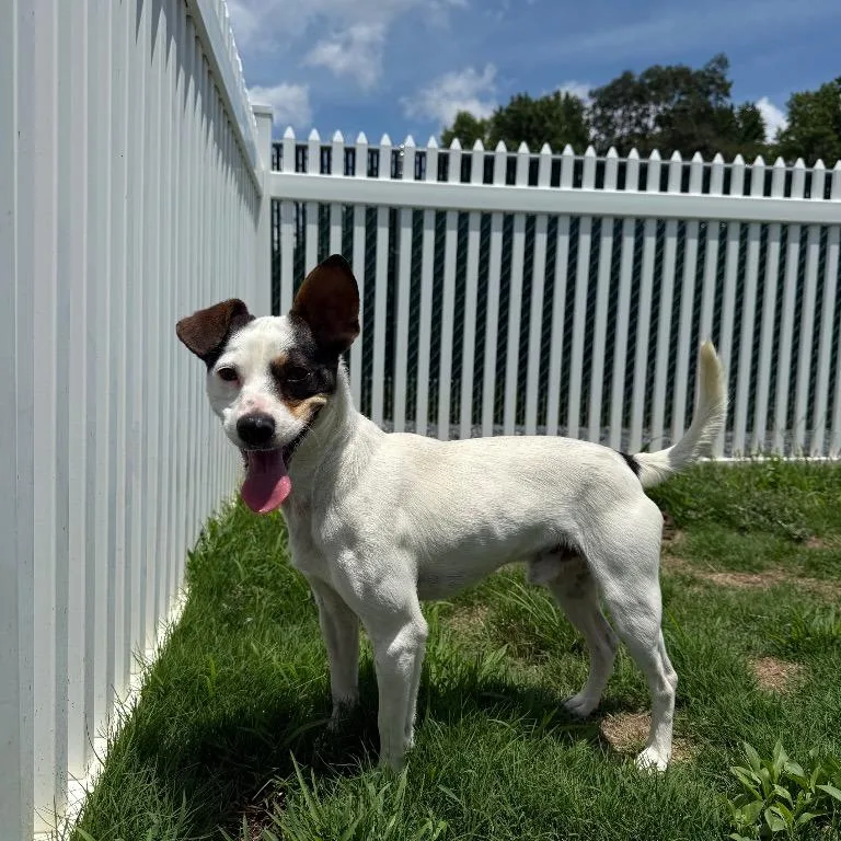An adult small-sized male Mixed Breed dog named Bullwinkle for adoption in Mount Gilead, NC