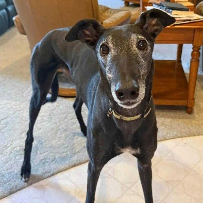 A senior large-sized male Greyhound dog named Jagger for adoption in Goshen, IN