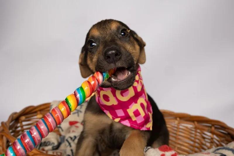 A baby large-sized female Bicolor German Shepherd Dog dog named Stella for adoption in Clinton, WI