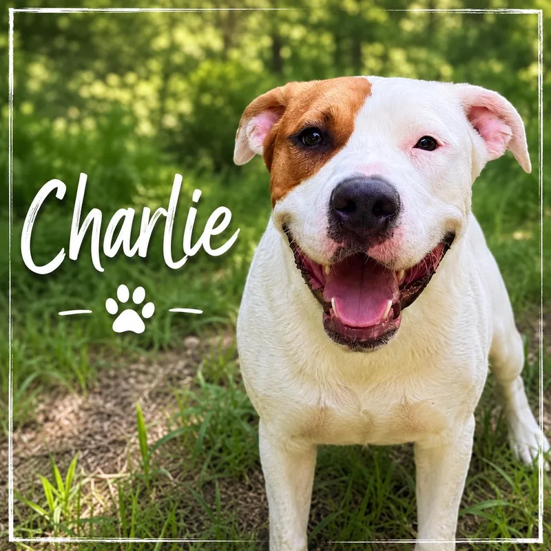 A young medium-sized male White / Cream Pit Bull Terrier dog named Charlie for adoption in Sherman, TX