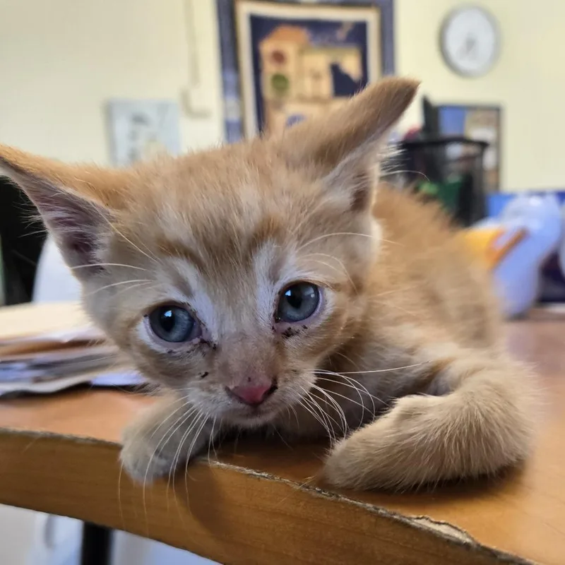 A baby small-sized male Orange / Red Domestic Short Hair cat named Lexus for adoption in Desert Hot Springs, CA