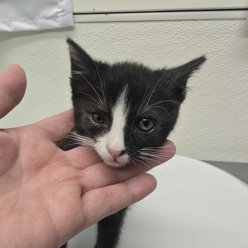 A baby small-sized female Black Domestic Short Hair cat named Ohatani for adoption in Spokane, WA