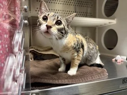 An adult large-sized female Domestic Short Hair cat named Seeker for adoption in Kansas City, MO