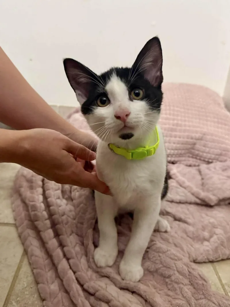 A young medium-sized male Black & White / Tuxedo Domestic Short Hair cat named Bandido for adoption in Fort Lauderdale, FL