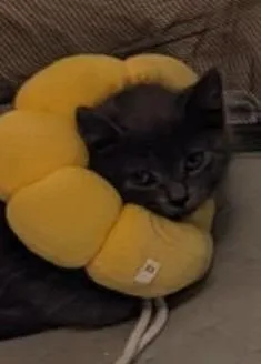 A baby small-sized female Domestic Short Hair cat named Creek for adoption in Wintersville, OH