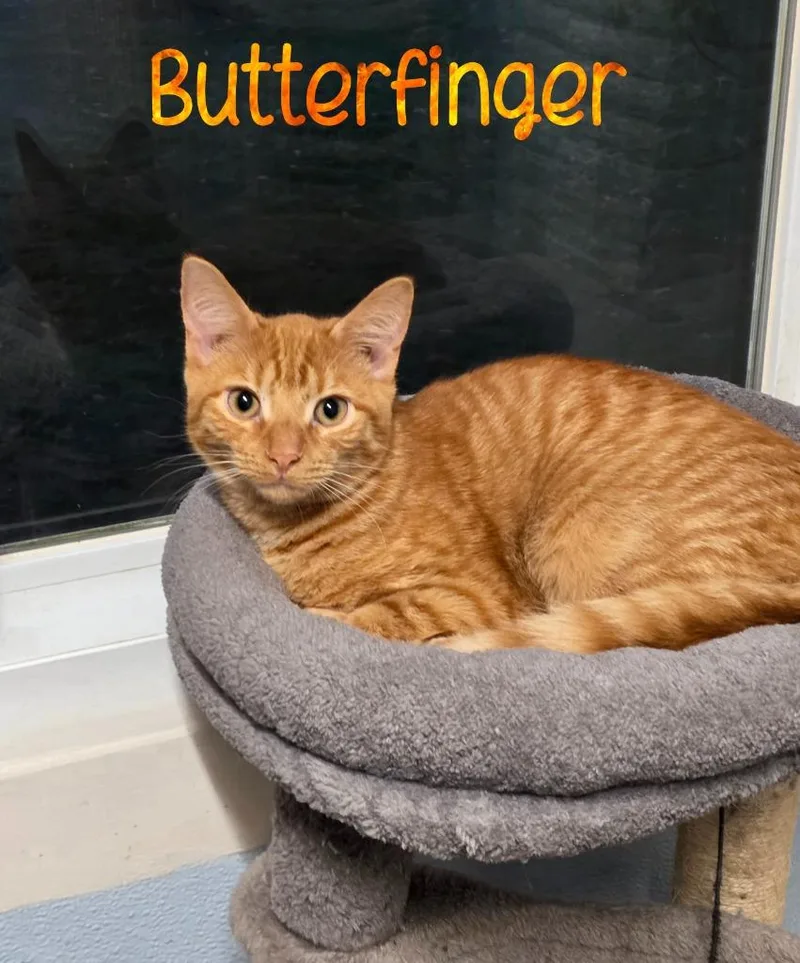 A young small-sized male Domestic Short Hair cat named Butterfinger for adoption in Port Clinton, OH