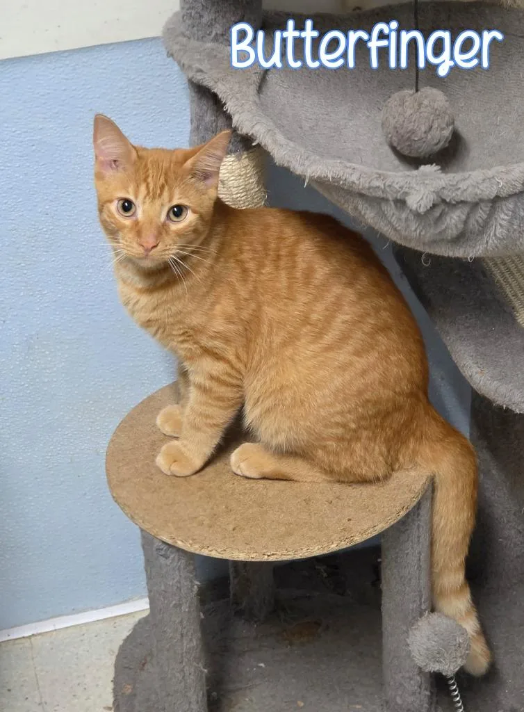 Butterfinger thumbnail 2