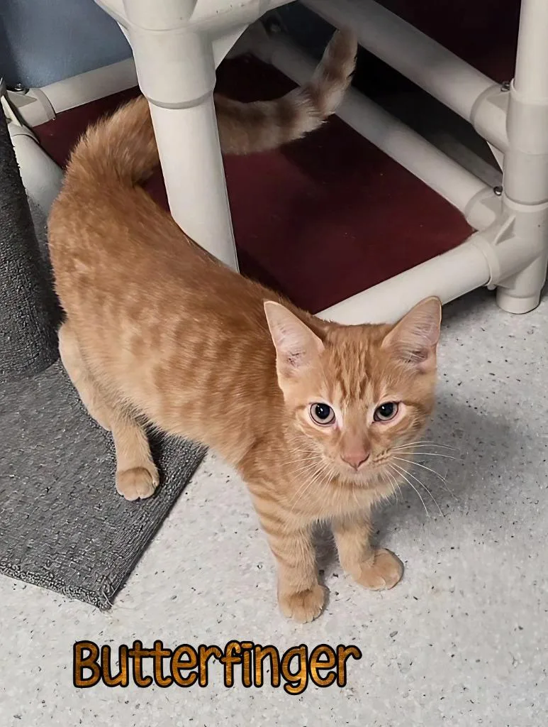 Butterfinger thumbnail 3