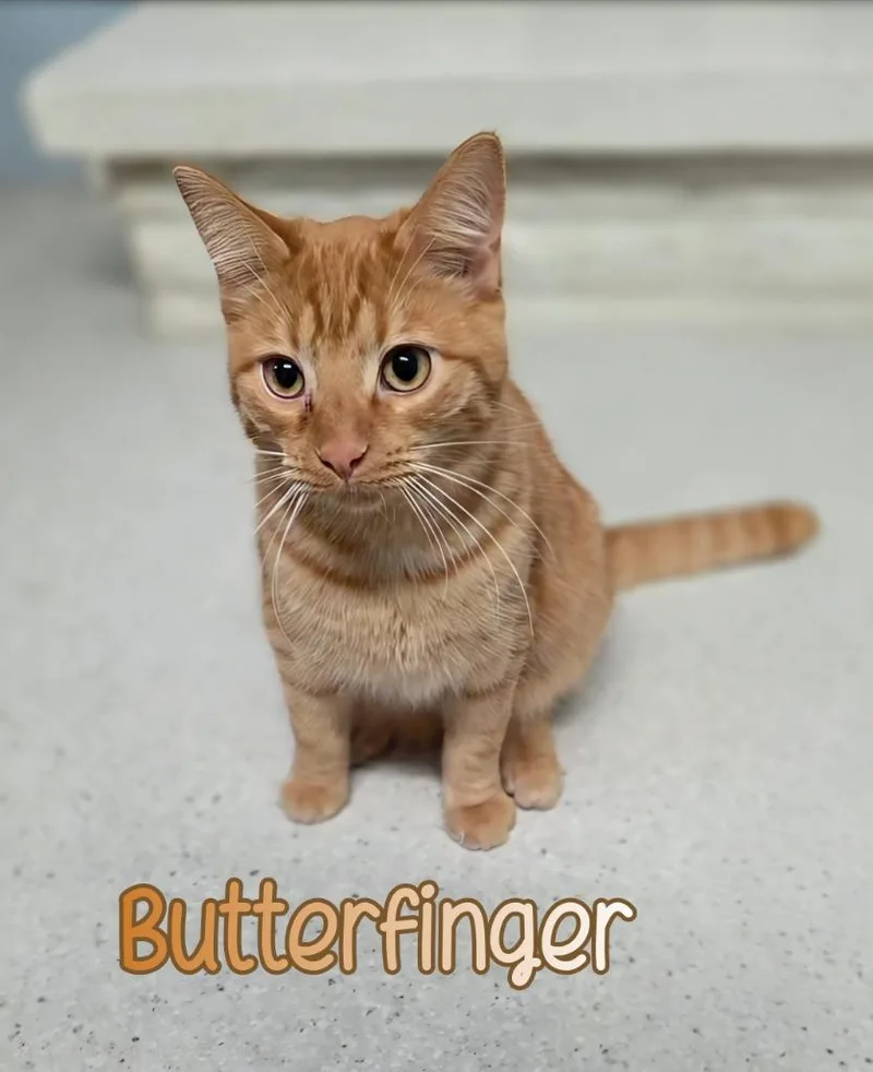 Butterfinger thumbnail 4