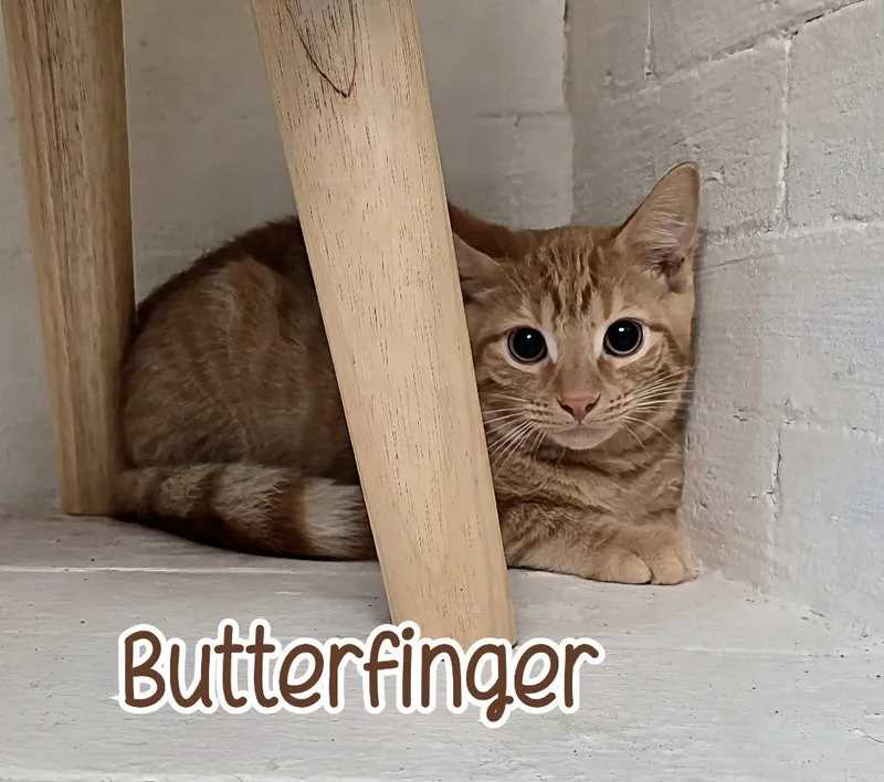 Butterfinger thumbnail 5