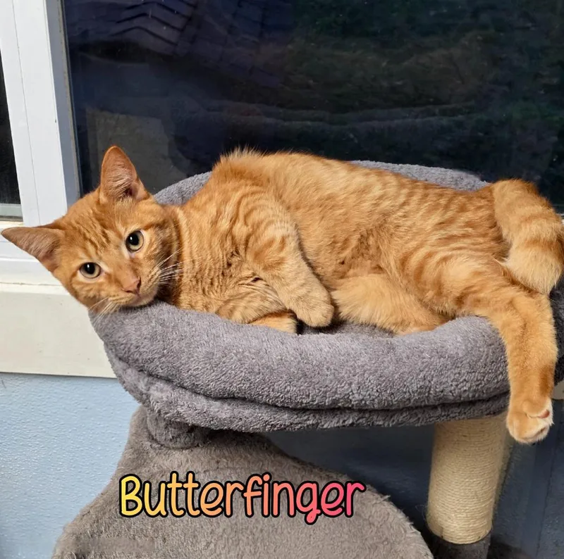 Butterfinger thumbnail 6