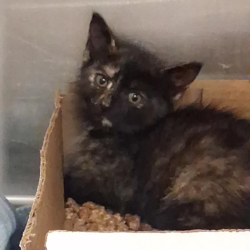 A baby small-sized female Tortoiseshell Domestic Short Hair cat named Ashley Graham for adoption in Newark, NJ