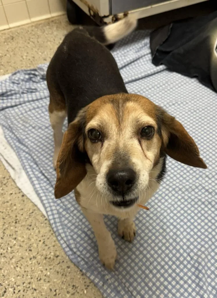 A senior medium-sized male Beagle dog named Horn for adoption in Saint Clairsville, OH