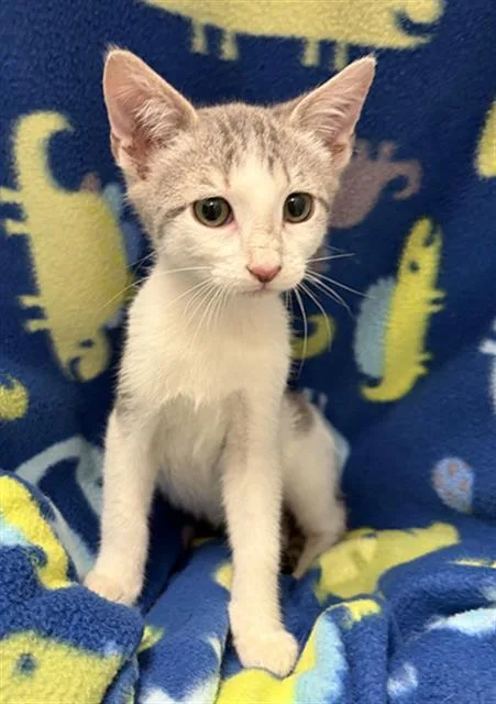 A baby small-sized female Domestic Short Hair cat named Kristy for adoption in Rosenberg, TX