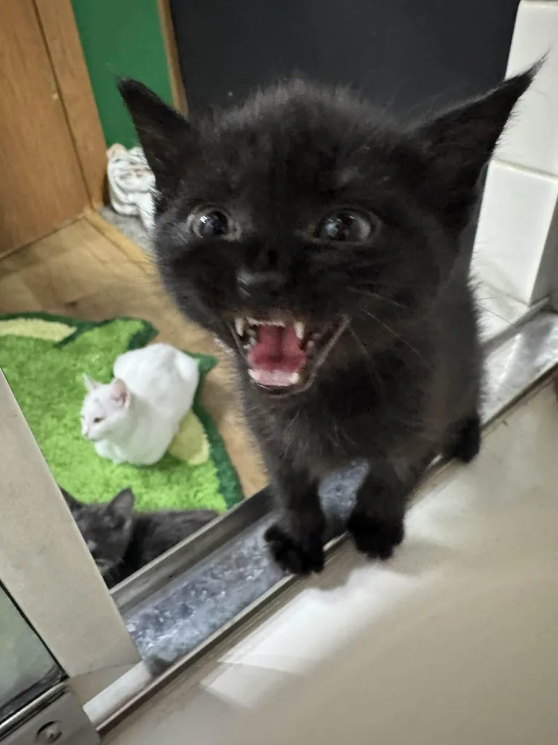 A young small-sized female Domestic Short Hair cat named Black Plague for adoption in Wasilla, AK
