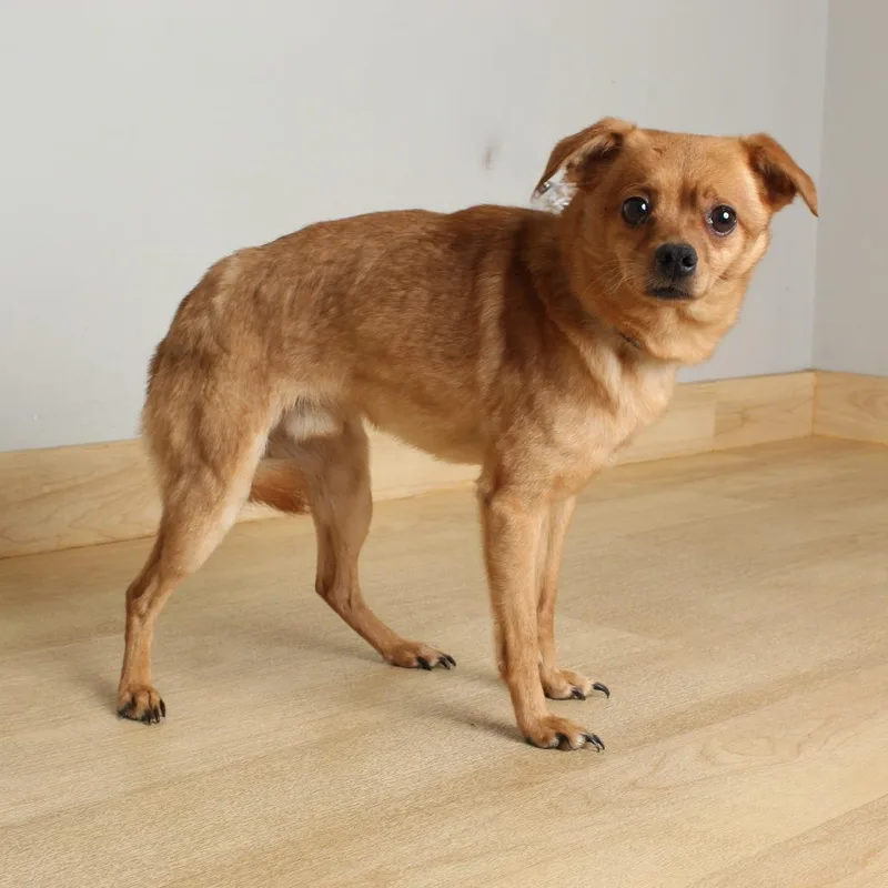 An adult small-sized male Yellow / Tan / Blond / Fawn Chihuahua dog named Raymond D for adoption in Minnetonka, MN