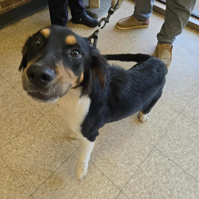 A young medium-sized male Hound dog named Bear for adoption in Birmingham, AL