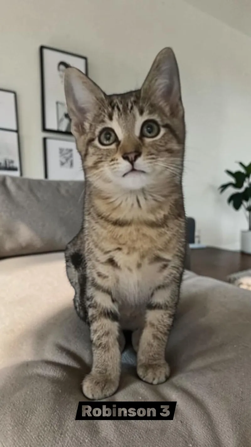A young medium-sized female Domestic Short Hair cat named Robinson for adoption in Sullivan, IN