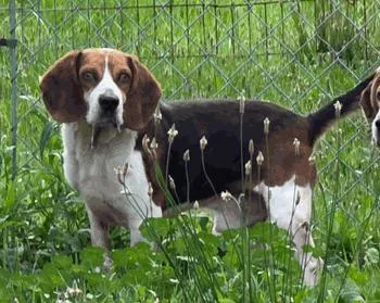 An adult medium-sized male Tricolor (Brown, Black, & White) Beagle dog named Rocko for adoption in West Decatur, PA