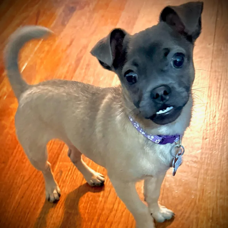A young small-sized female Gray / Blue / Silver Chihuahua dog named Marge for adoption in Boerne, TX