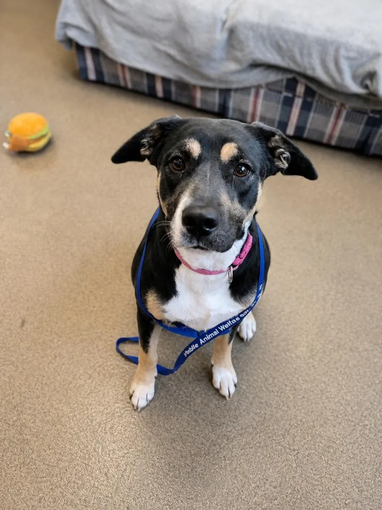 A young medium-sized female Mixed Breed dog named Randall Adult Willa for adoption in Rome, GA