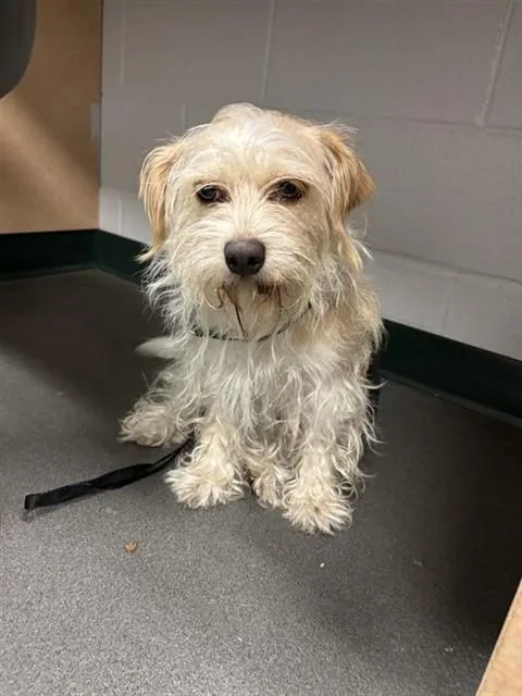 An adult medium-sized female Cairn Terrier dog named Ofelia for adoption in Corpus Christi, TX